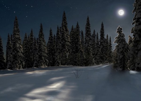 Заснеженный лес ночью