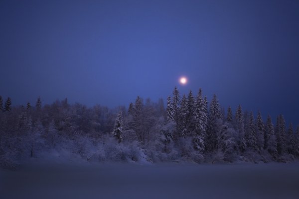 Тайга зимой ночью