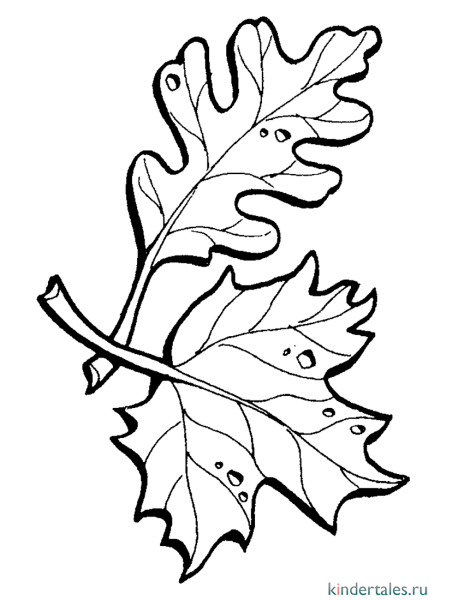 Раскраска Бур дубовый лист