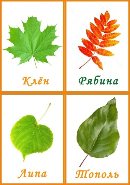 Листья разных деревьев