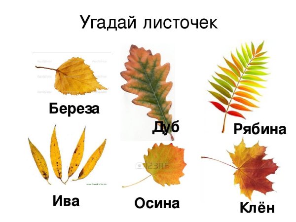 Дуб береза клен клен рябина осина