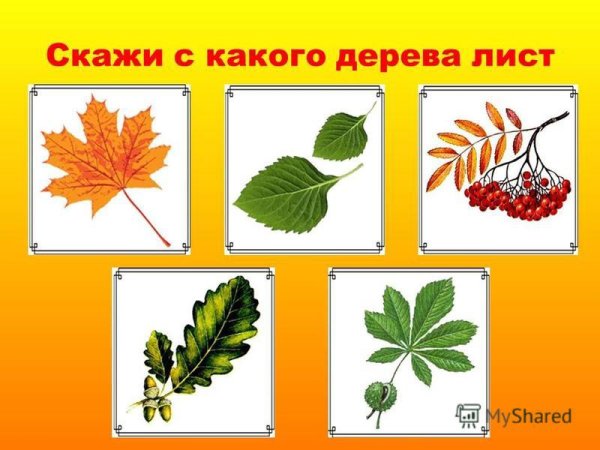Листья клена рябины дуба березы