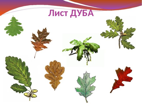 Разновидности дуба