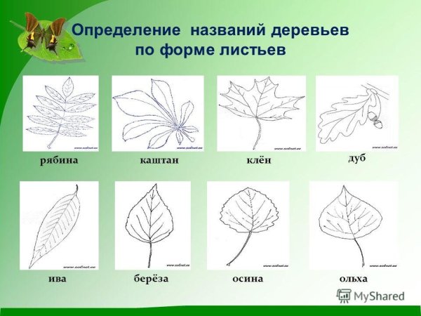 Листья разных деревьев с названиями
