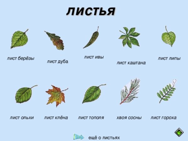 Листья липы клена березы рябина дуба