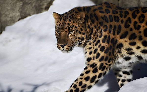 Дальневосточный леопард в снегу