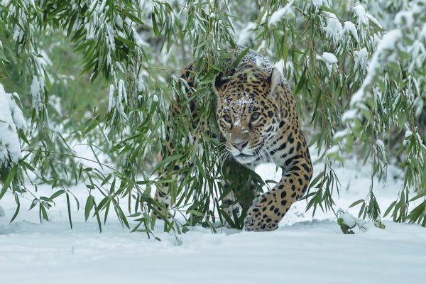 Дальневосточный леопард зима