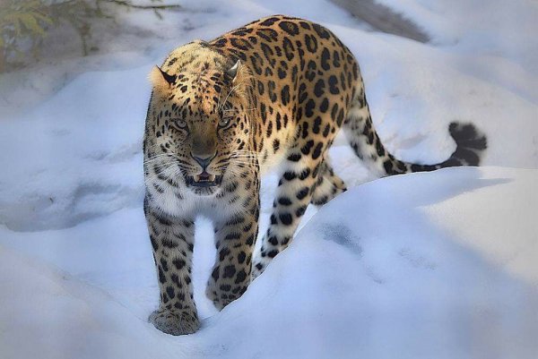 Дальневосточный леопард зимой