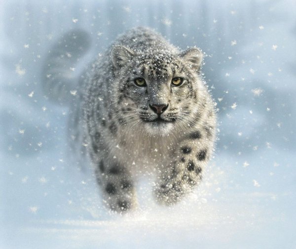 Художник Collin Bogle