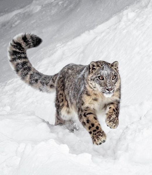 Ирбис снежный Барс Татарстан