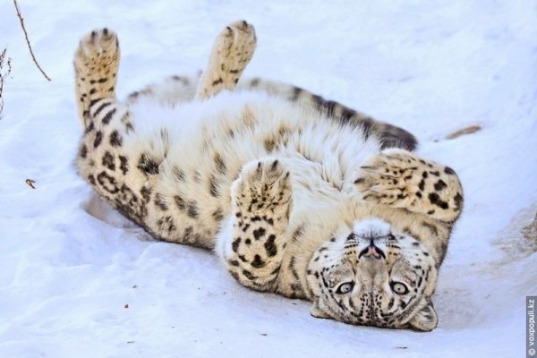 Снежный Барс толстый