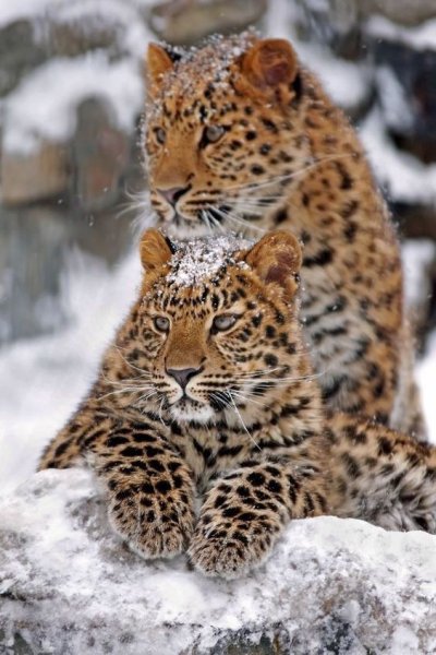 Дальневосточный леопард зимой