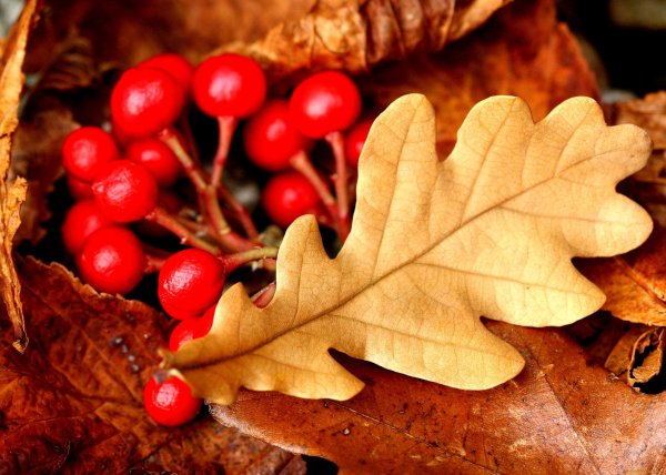 Осенние ягоды