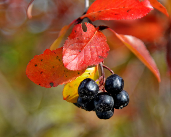 Арония черноплодная осень