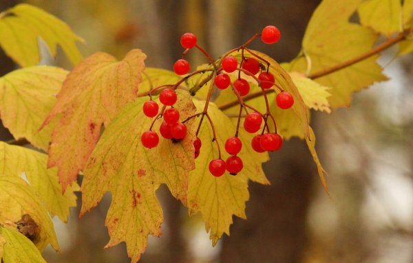 Ягоды осенью