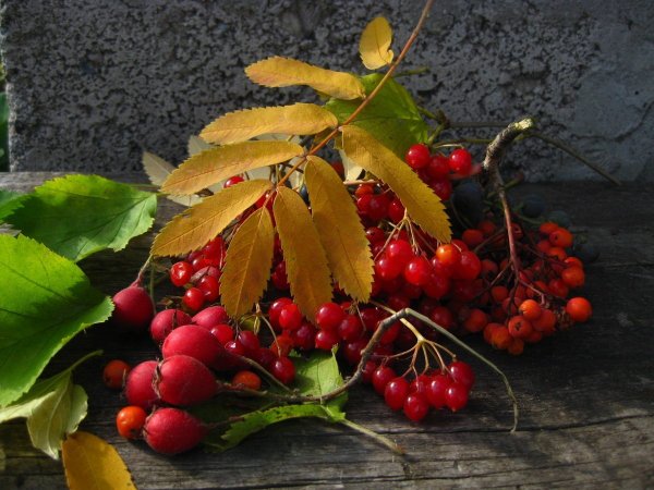 Калина арония