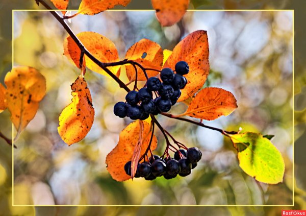 Арония черноплодная рябина осенью