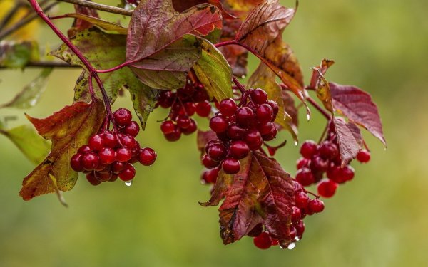 Ягоды рябины и калины