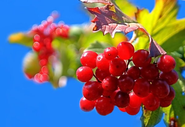 Калина фрукт