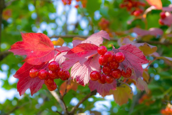 Калина оранжевая ягода