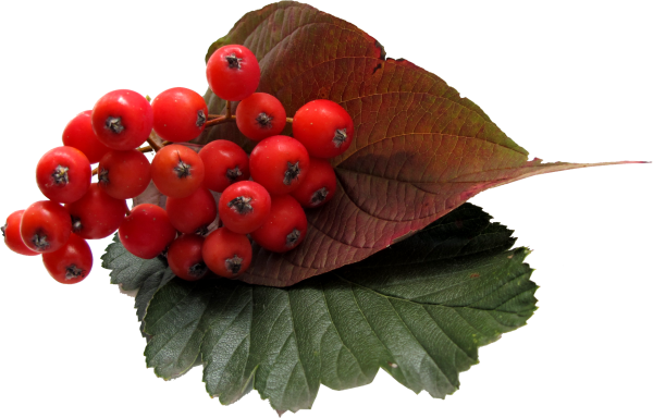 Рябина ягода