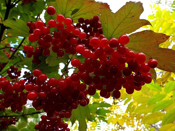 Калина кленолистная