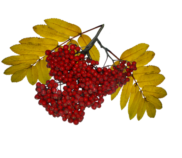 Кисть Рябинки гроздь Калинки