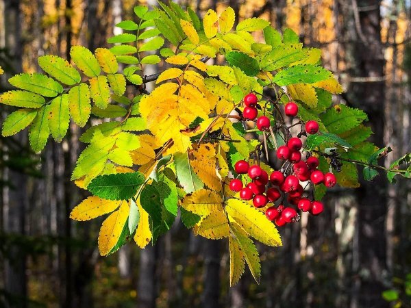 Рябина Лесная