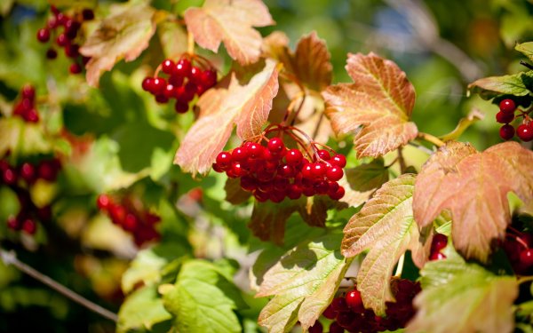 Лист калины