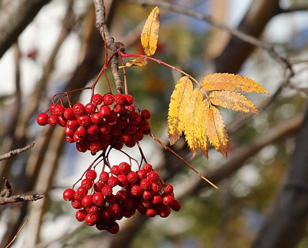 Рябина глоговина