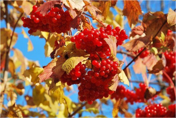 Осенние ягоды