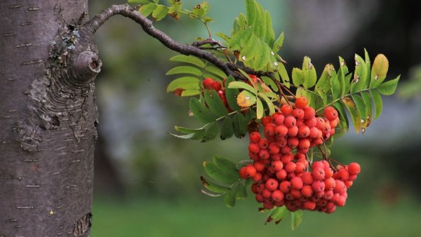 Рябина обыкновенная – Sorbus aucuparia кора