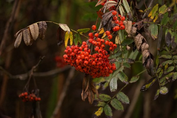 Рябина широколиственный лес