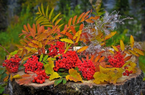 Рябина осенью