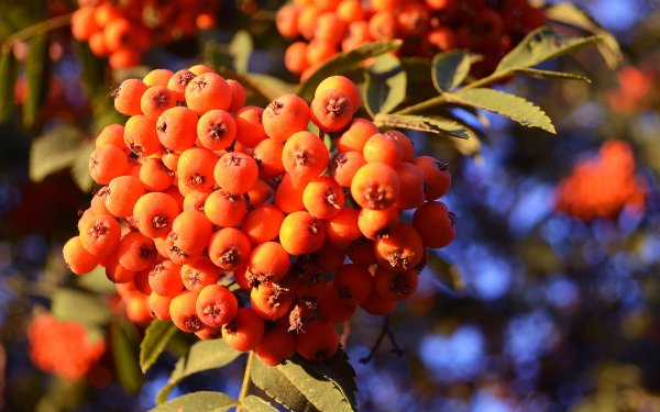 Осень рябина