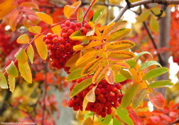 Ветка рябины