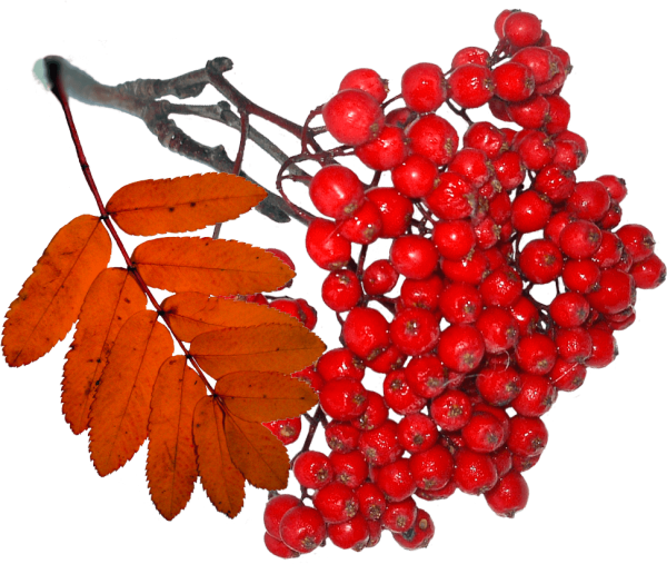 Рябина ягода