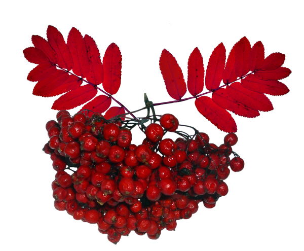 Рябина на прозрачном фоне