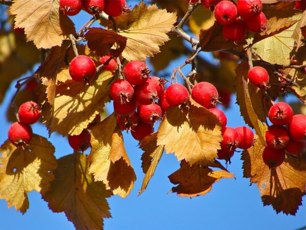 Боярышник Сибирский осенью