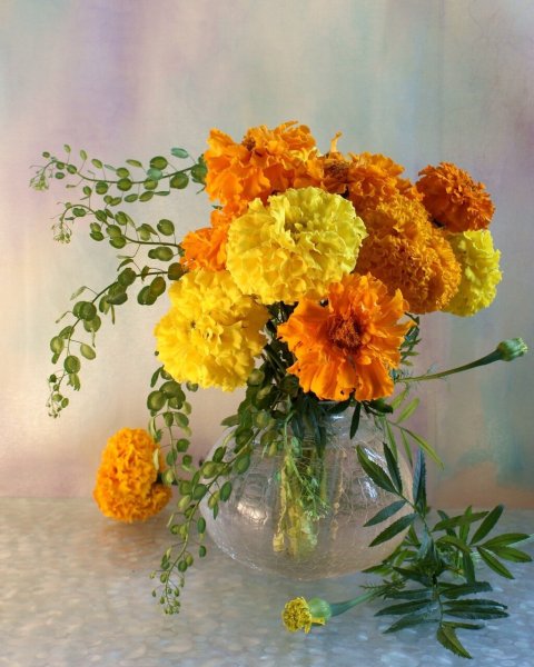 Бархатцы чернобривцы цветы