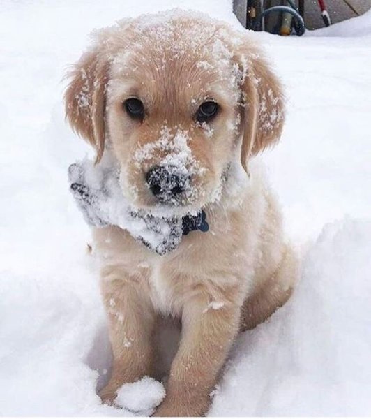 Щенок зимой