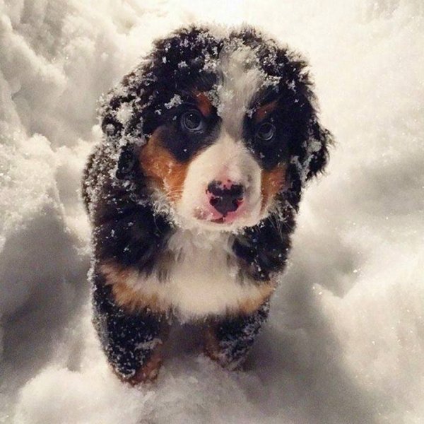 Красивые собаки в снегу