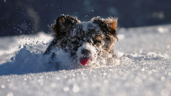Собака радуется снегу