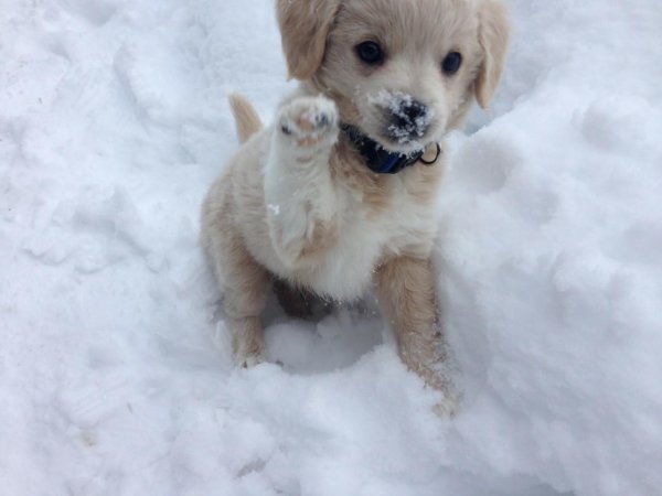 Милый щенок в снегу