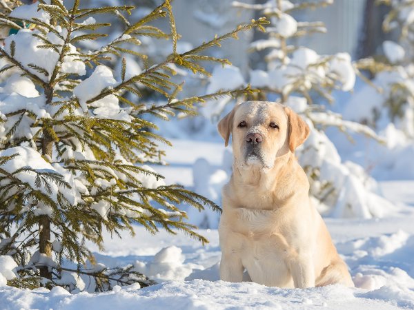 Лабрадор щенок зима