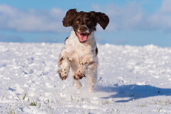 Кокер спаниель зимой
