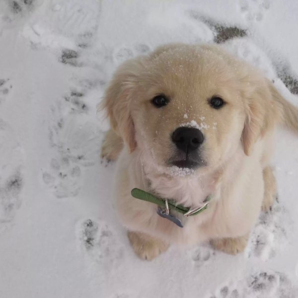 Милый щенок в снегу