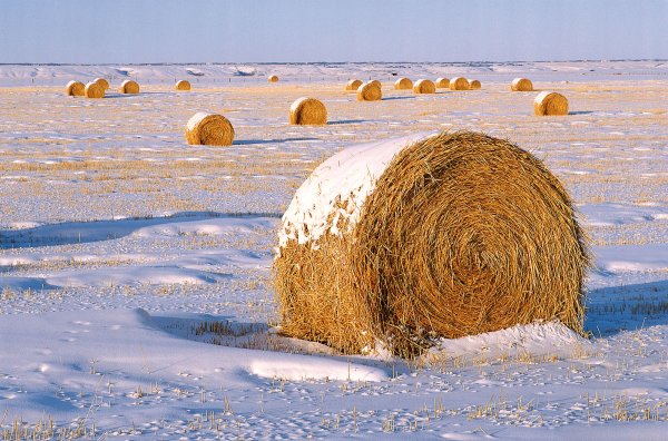 Сенокос зимой