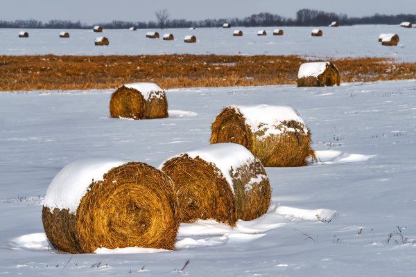 Сено в рулонах зимой