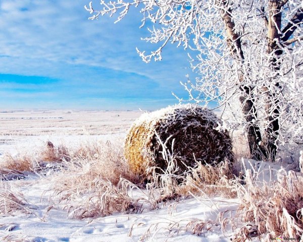 Зимнее поле